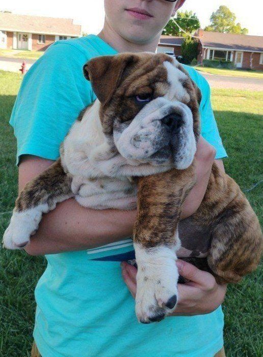 Champion Bulldogs Puppies