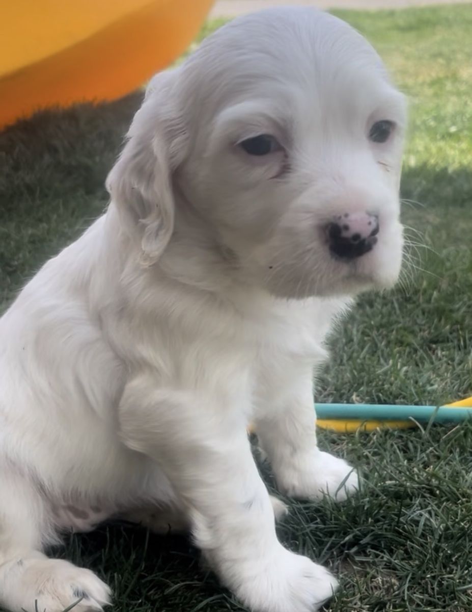 Female IPDBA registered Llewellin Setter