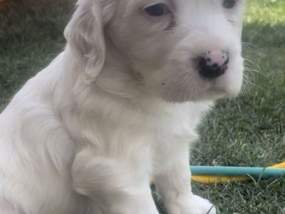 Female IPDBA registered Llewellin Setter