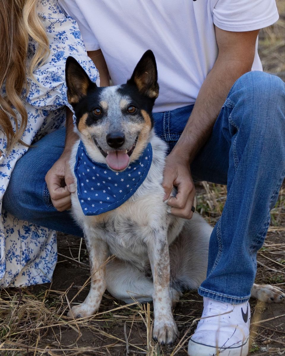 Mini blue heeler Pomeranian mix