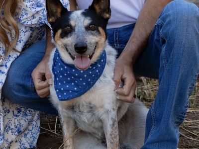 Mini blue heeler Pomeranian mix