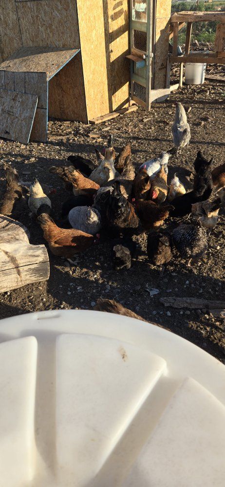 Laying Hens