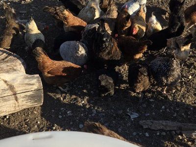 Laying Hens