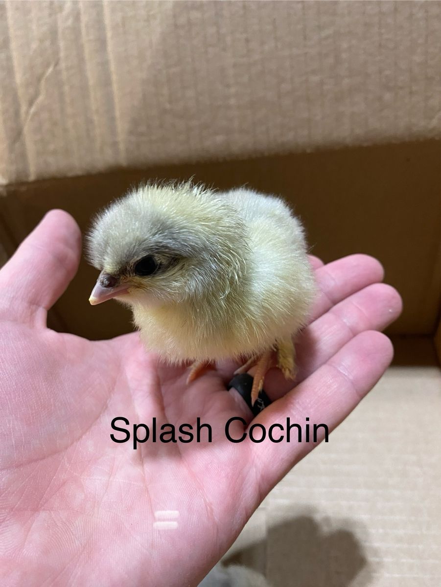 Splash Cochin Chick