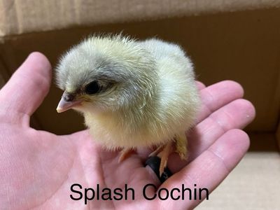Splash Cochin Chick