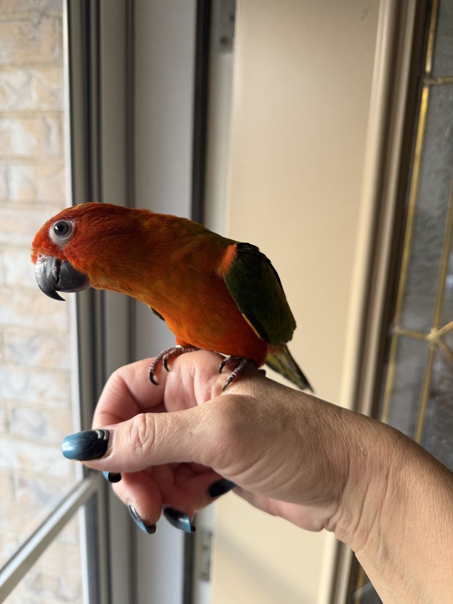 Red factor sun conure baby 