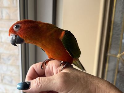 Red factor sun conure baby
