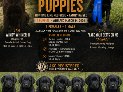 AKC Labrador Puppies – Proven Hunting Lines, Family-Raised