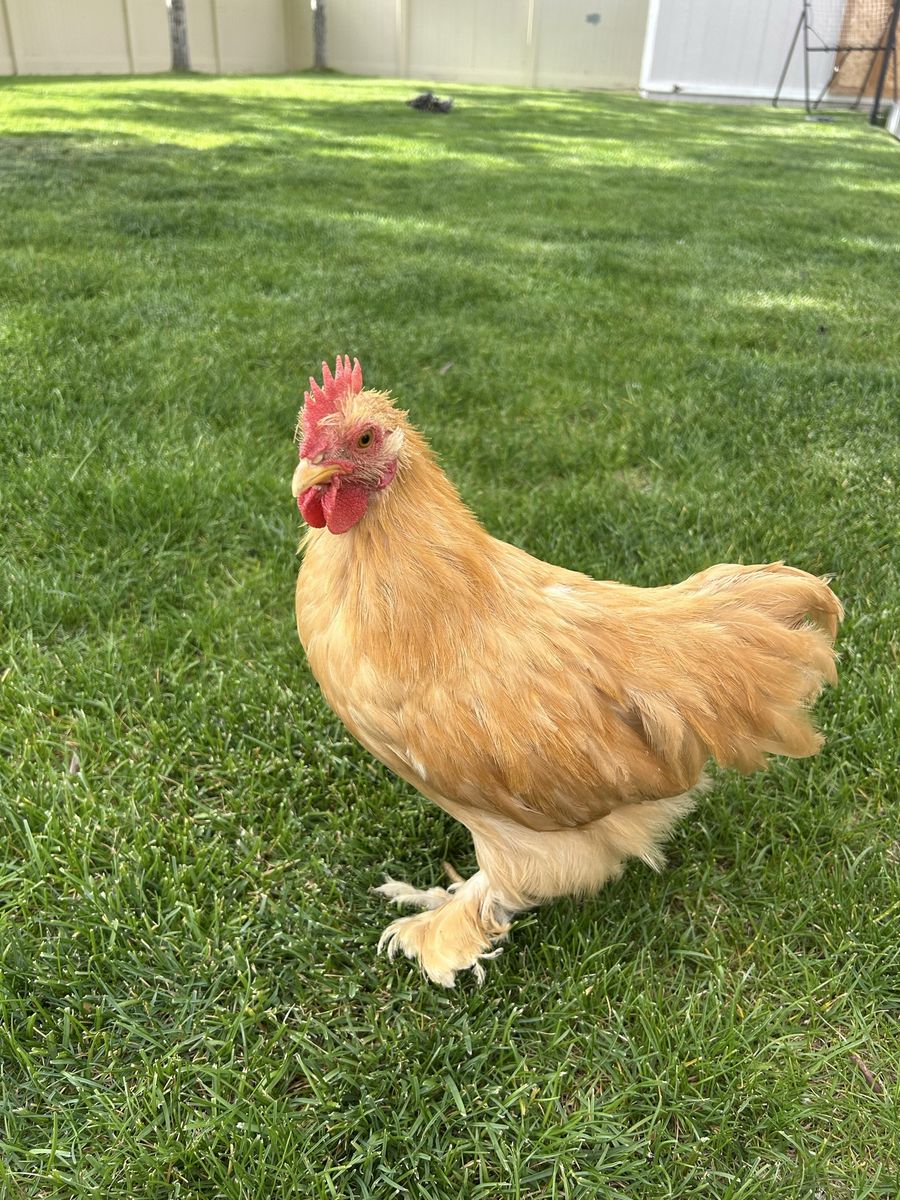 Buff Cochin Bantum Rooster Free