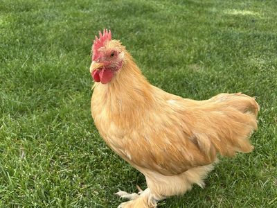 Buff Cochin Bantum Rooster Free