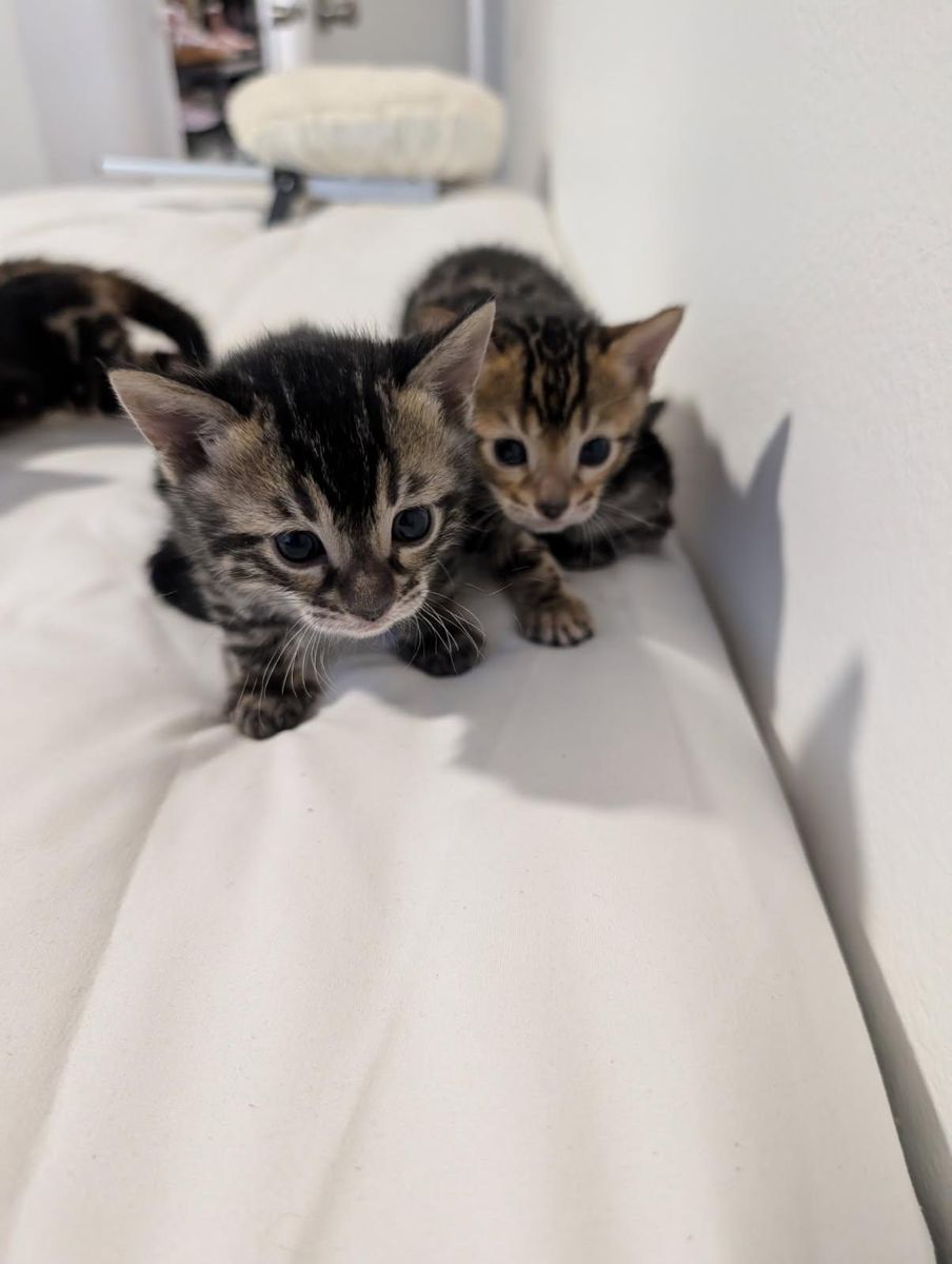 Silver bengal kittens