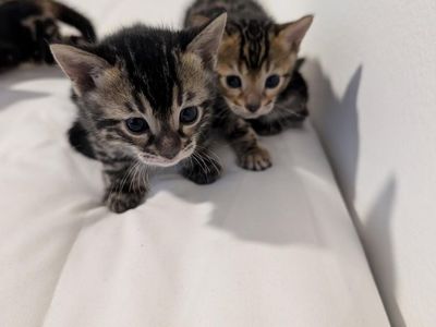 Silver bengal kittens