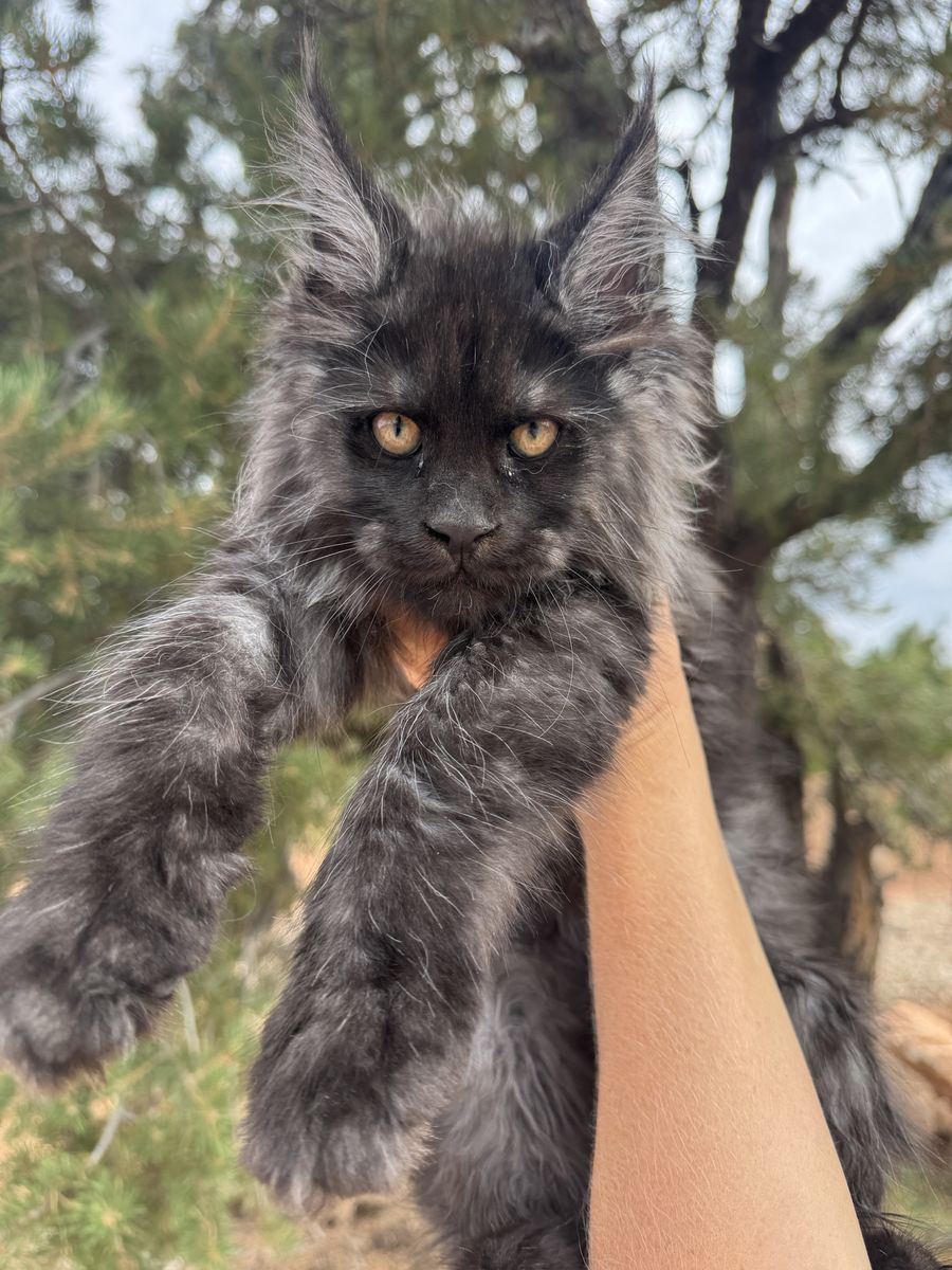 Maine Coon Kittens • Waitlist Open!