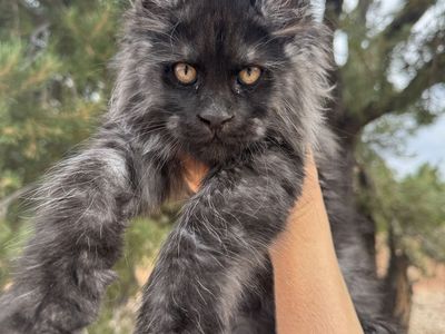Maine Coon Kittens • Waitlist Open!