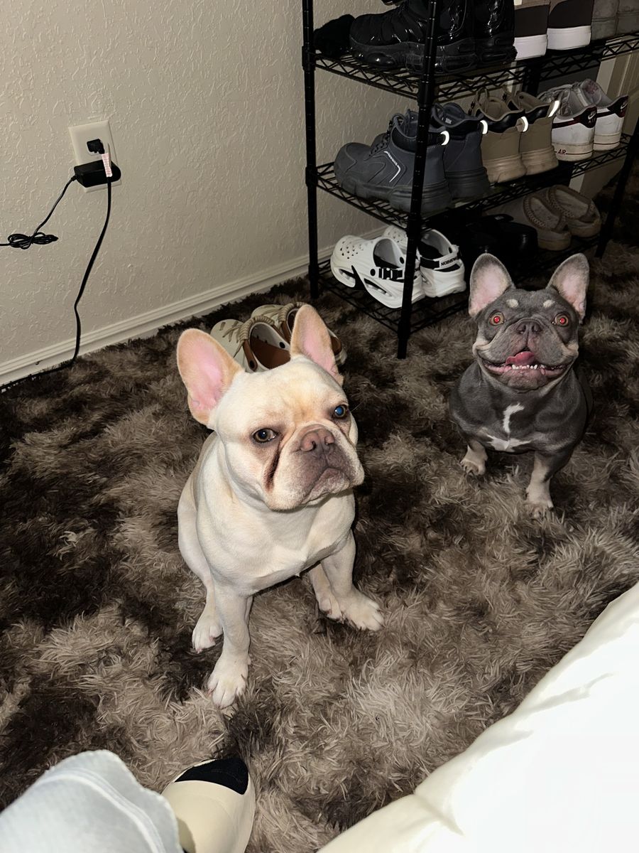 Cream AKC French Bulldog