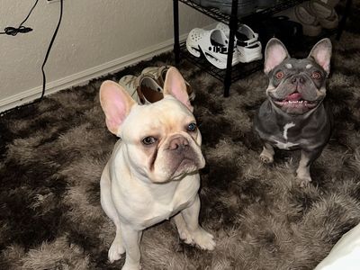 Cream AKC French Bulldog