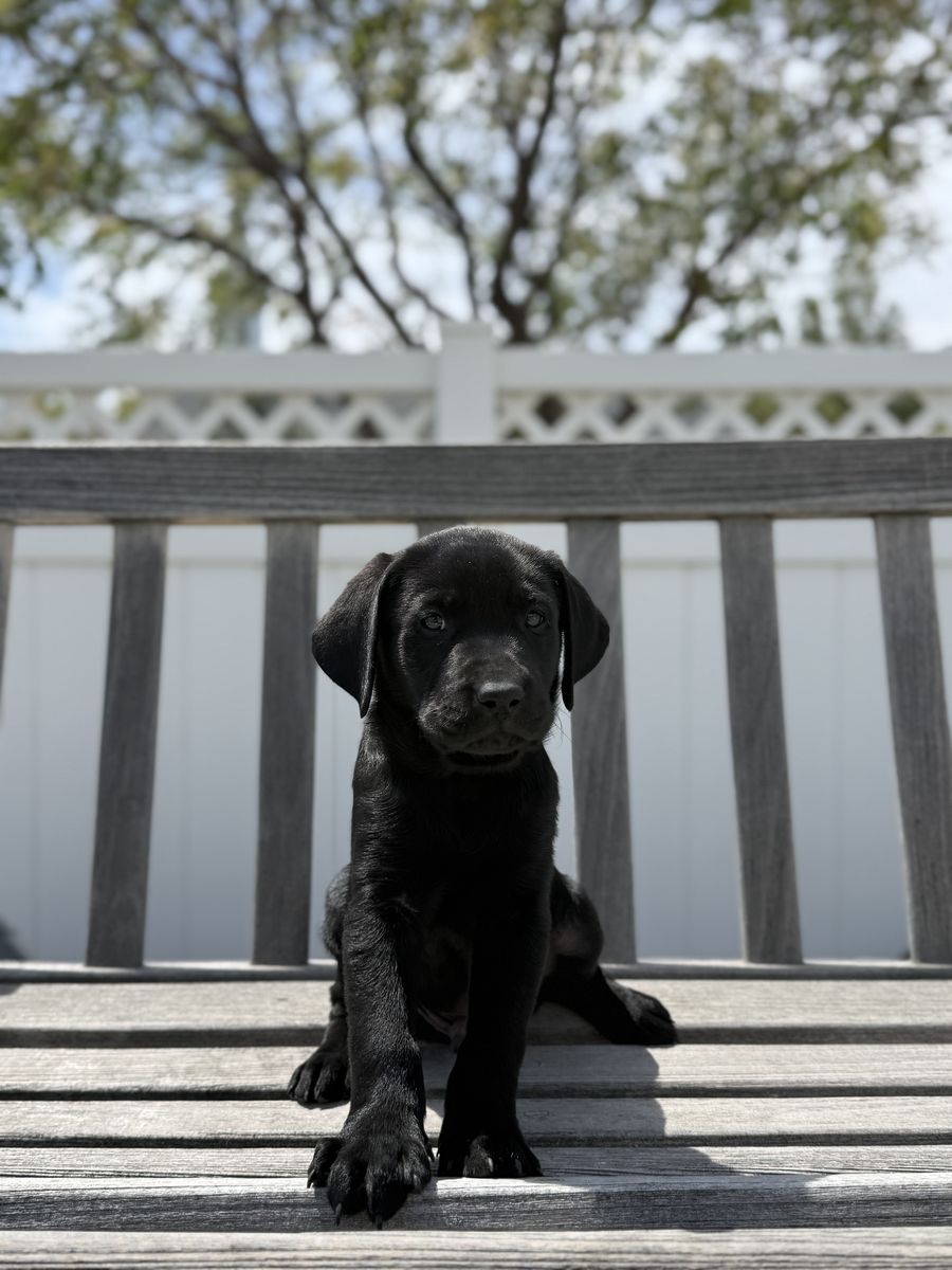 Purebread Black Lab! Male AKC