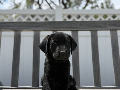 Purebread Black Lab! Male AKC