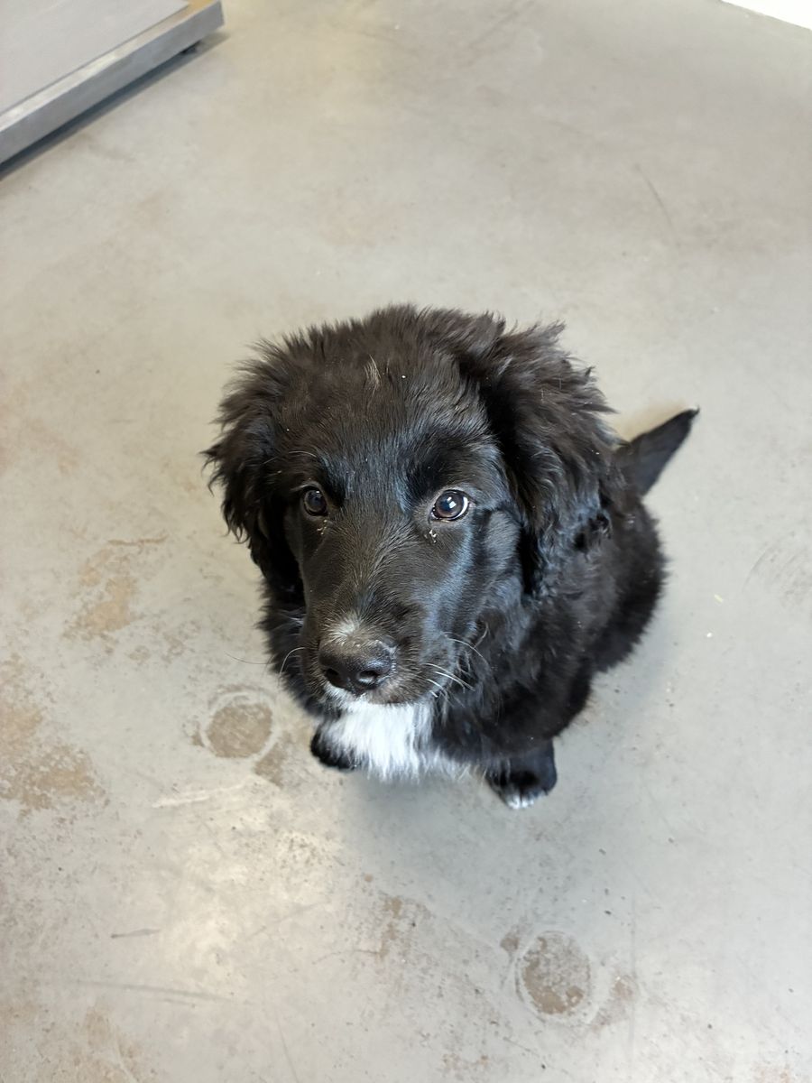 A162942 Mt. Saint Helen's Available for Adoption!
