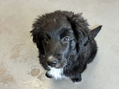 A162942 Mt. Saint Helen's Available for Adoption!