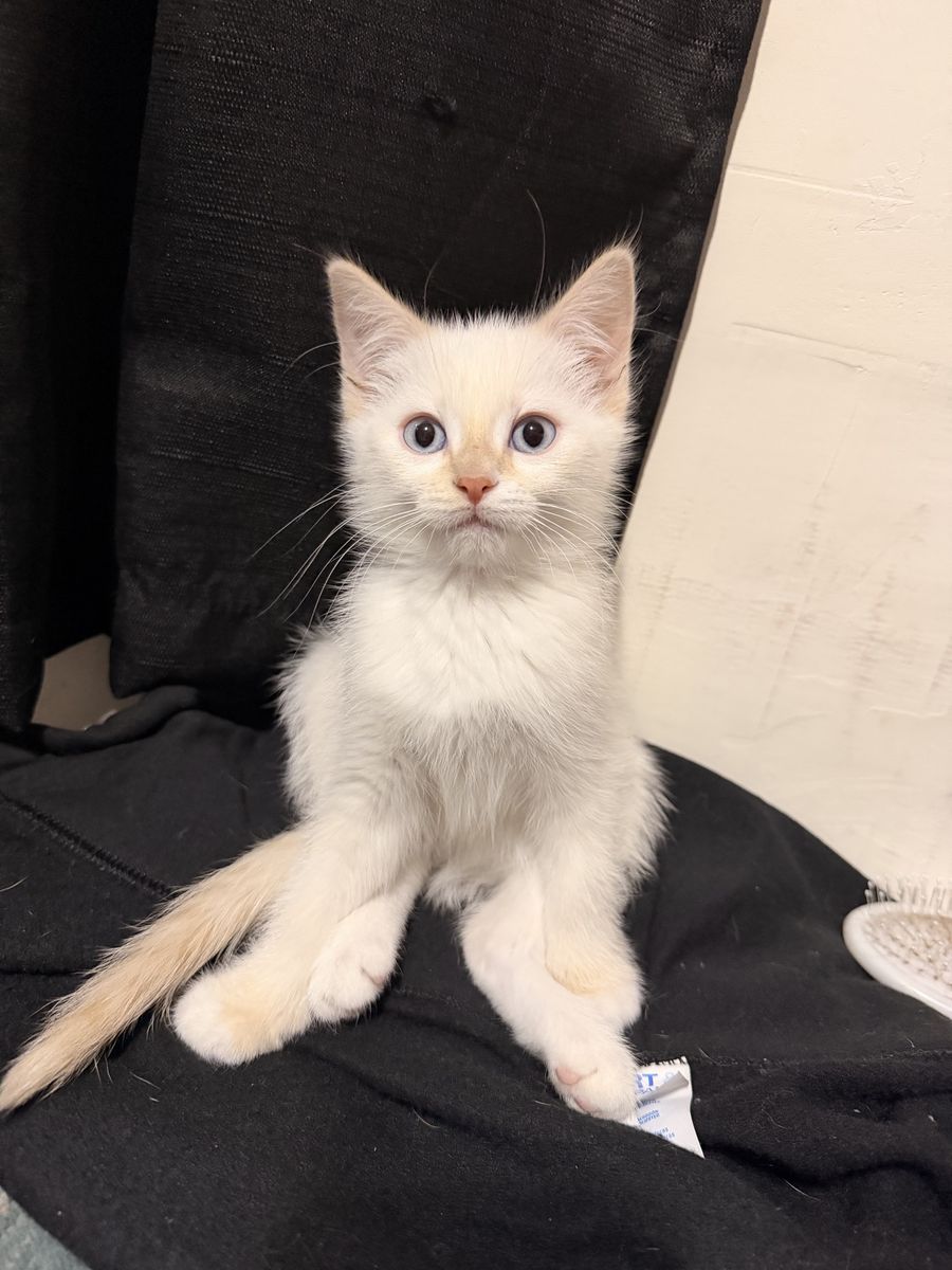 Sweetest Siamese kitty.