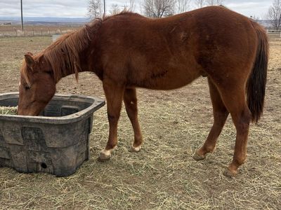 AQHA Coming 2yr Colt