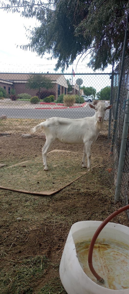 Dairy goats