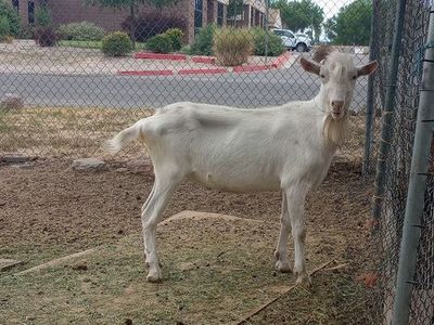 Dairy goats