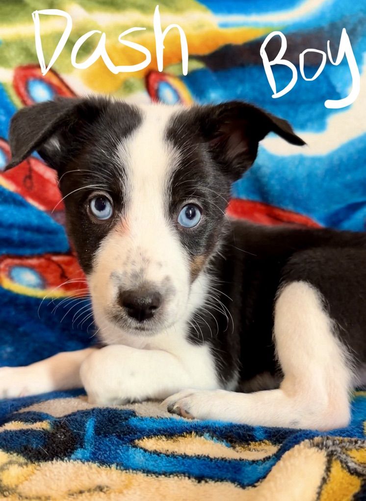 NO BARK Hypoallergenic Basenji Pups!