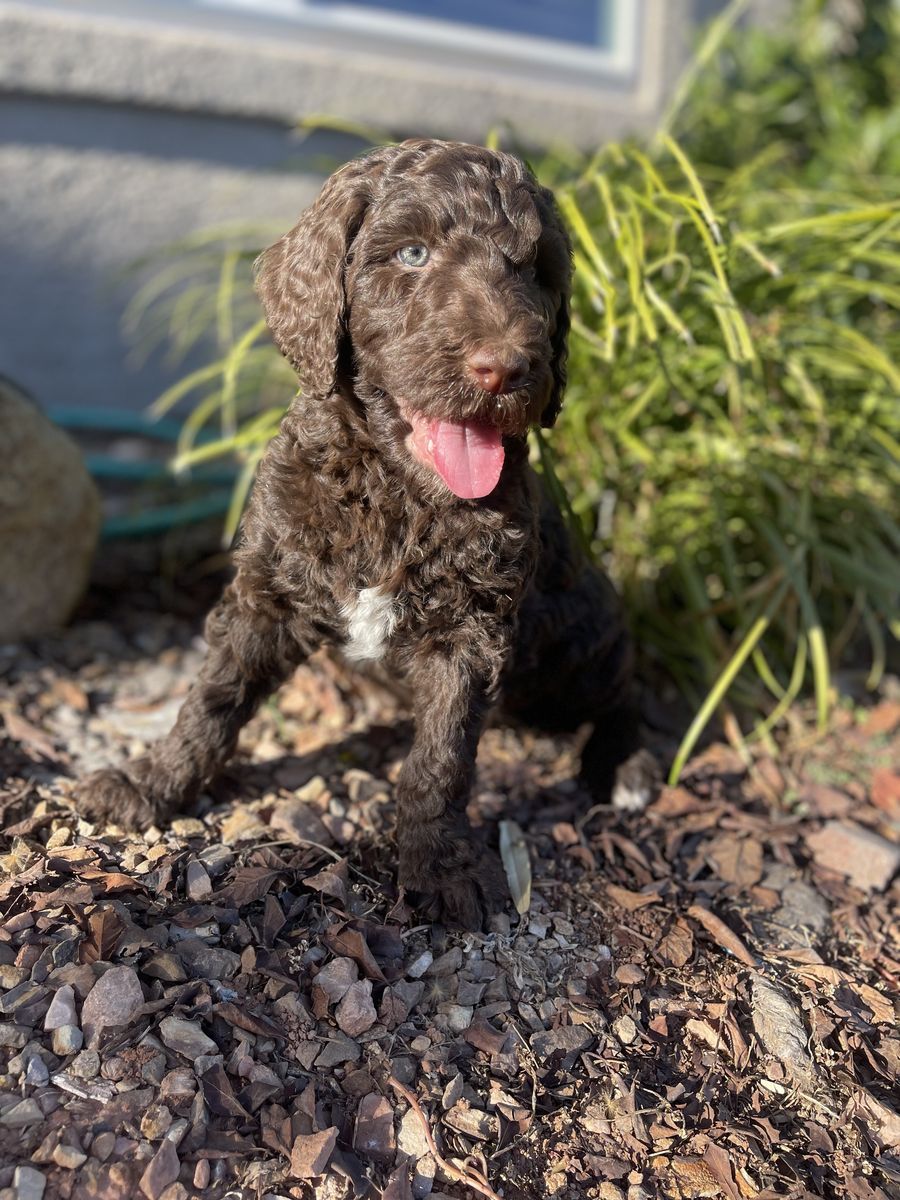 Just 1 Labradoodle Puppy left, Ready Today!