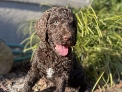 Just 1 Labradoodle Puppy left, Ready Today!