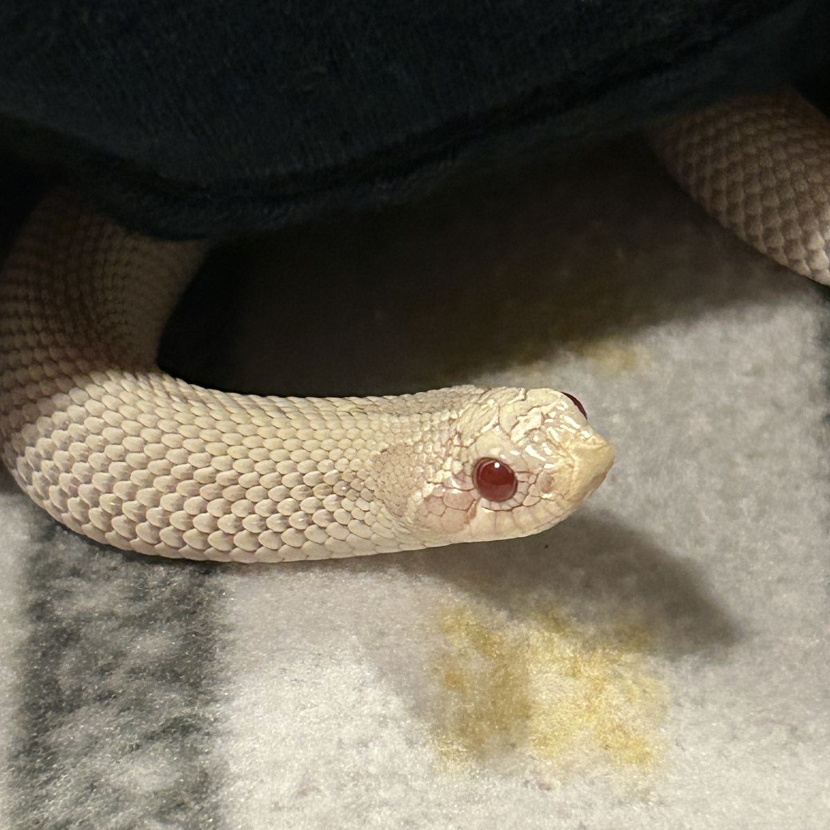 Snow Yeti Morph Hognose Snake (tank included)