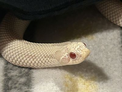 Snow Yeti Morph Hognose Snake (tank included)