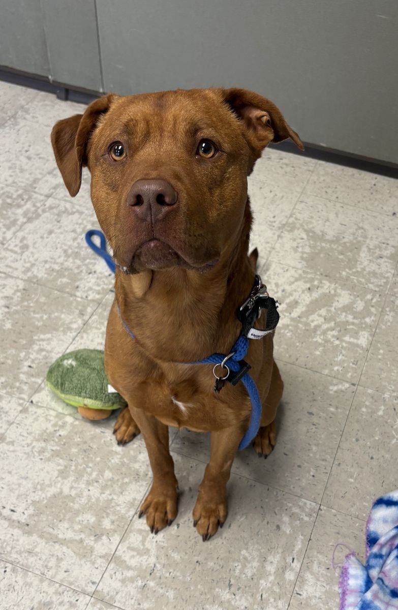 A162463 Clifford is Available for Adoption!