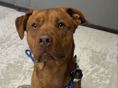 A162463 Clifford is Available for Adoption!