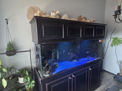 Complete Saltwater Aquarium Setup with Kessil Lighting & Sump System 170 gallon saltwater tank with fish.