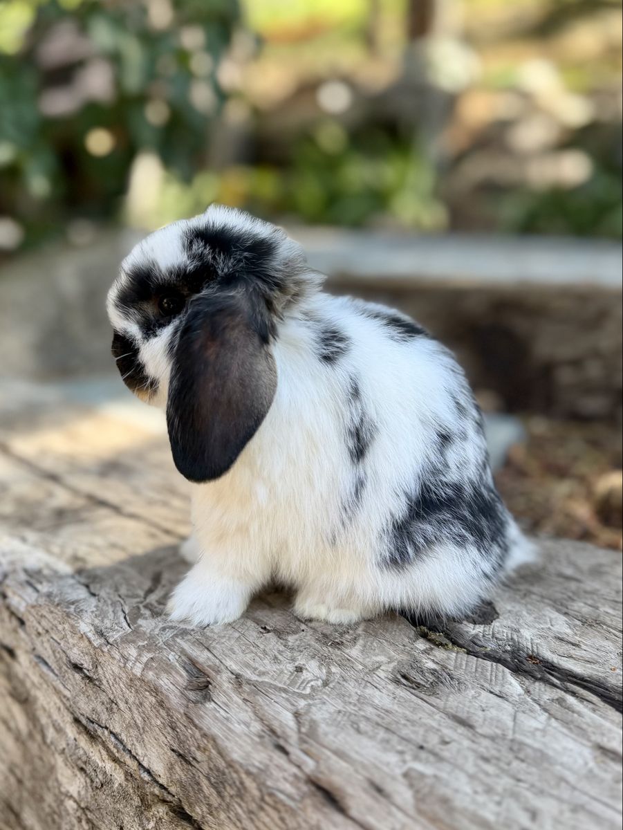 Holland Lop Doe