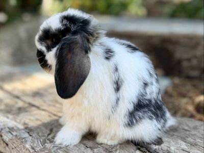 Holland Lop Doe