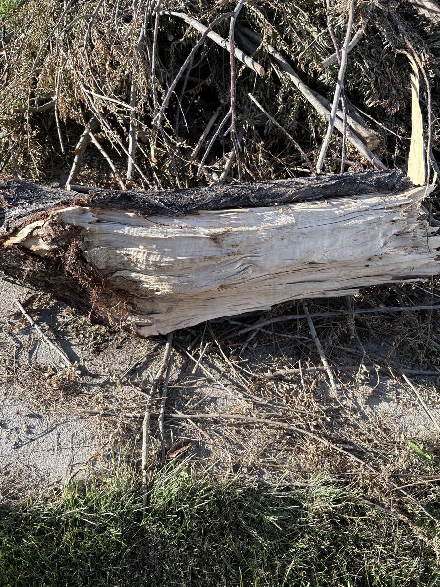 Free wood