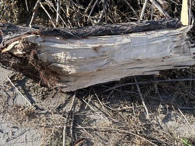 Free wood