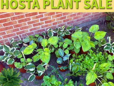 Hosta Plants for sale