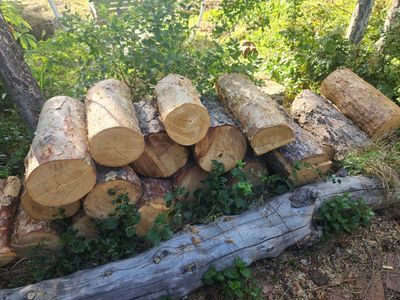 fire wood - free