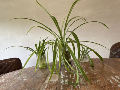 Free Spider Plants