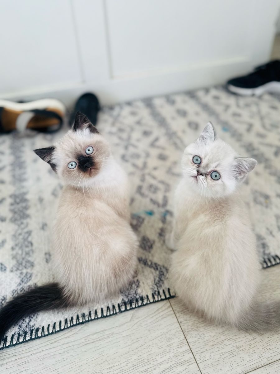 Adorable Purebred Persian kittens