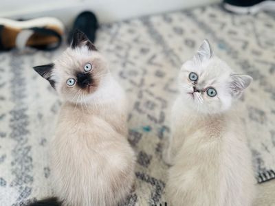 Adorable Purebred Persian kittens
