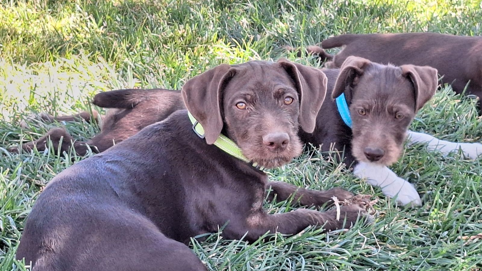 German wirehair pointer cross puppies