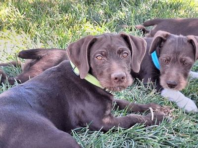 German wirehair pointer cross puppies