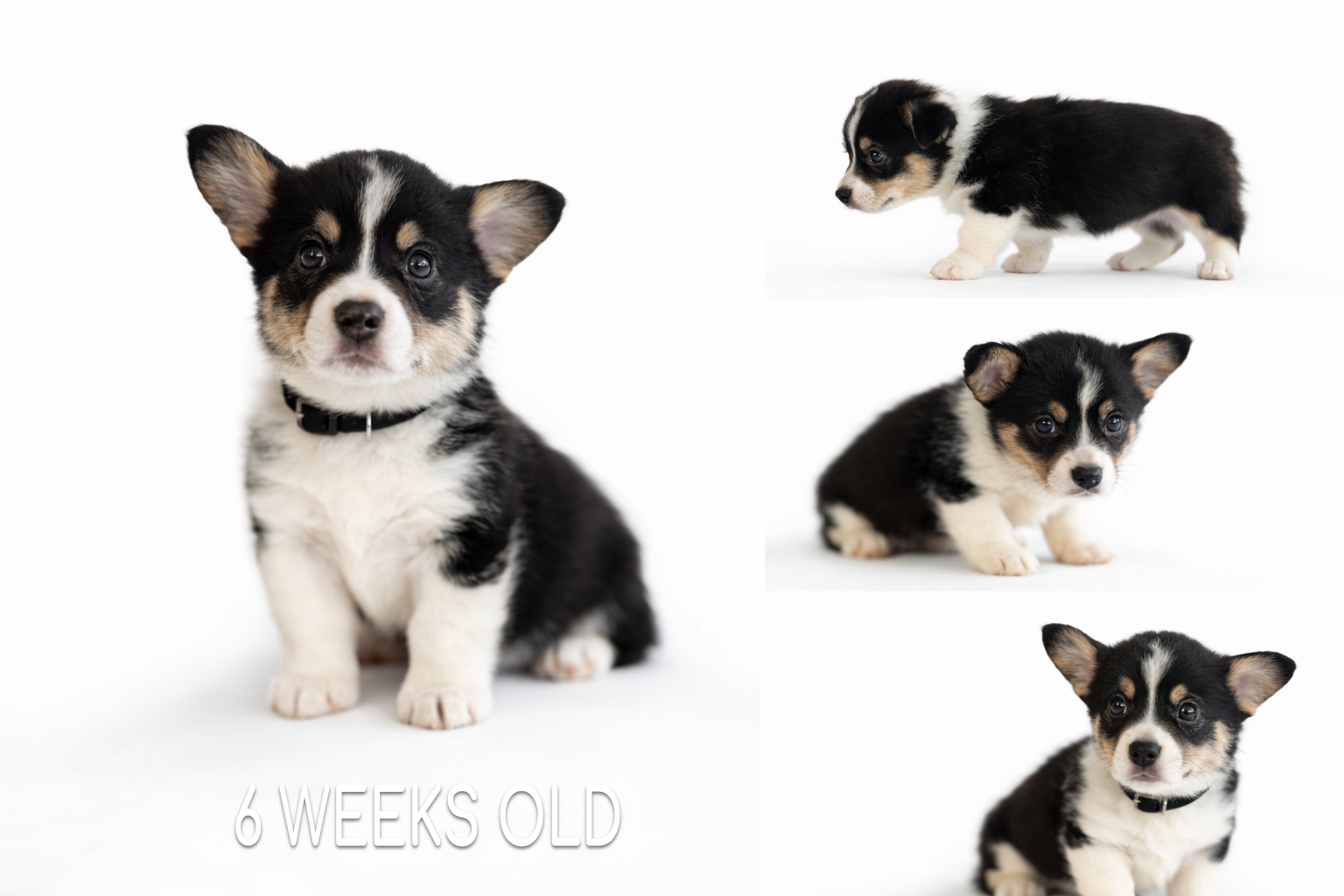 AKC Registered Pembroke Welsh Corgi – [BLACK]