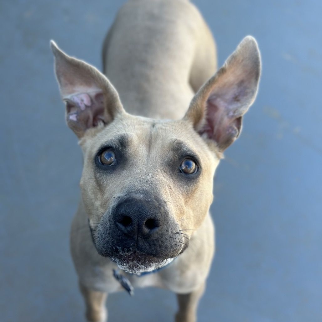 Hello my name is Disco Flower