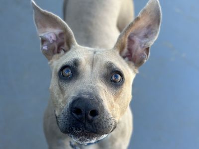 Hello my name is Disco Flower